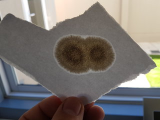 Results of blot test