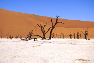 Dead Vlei