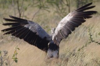 Secretary Bird