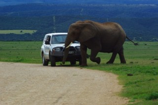 Addo elaphant.jpg