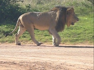 lion.jpg
