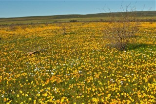 Fields after fields of sun-gazers