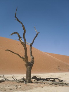 SDC11752.JPG