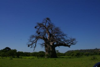 Mapungubwe &quot;Bonzai&quot;