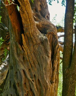 Trunk.jpg