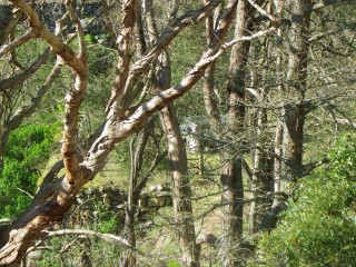 trees.jpg