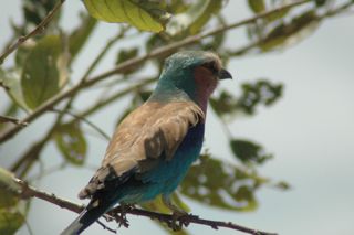 DSC_0017.jpg