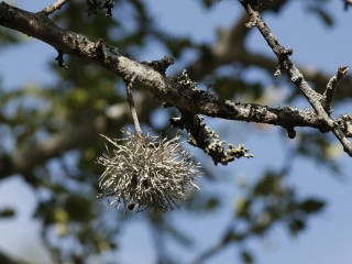 _MG_0074e.jpg