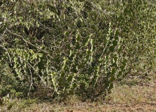 Euphorbia Cooperii  candelabra tree