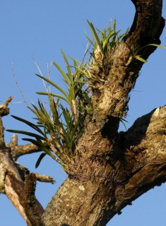 Leopard orchid  ( Ansellia africana)