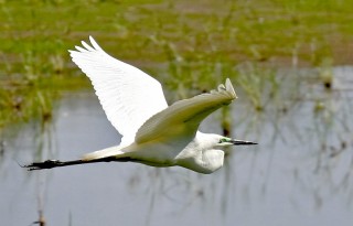 Great white egret