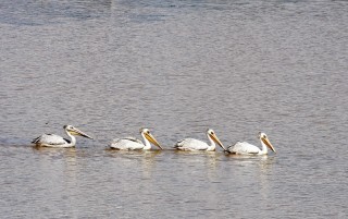 A Train of pelican