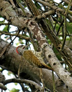 Golden tailed woodpecker