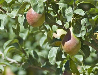 Pear trees and grape vines are the local cultivation.