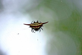 Kite spider