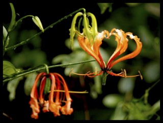 Gloriosa superba