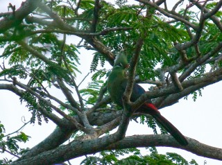 Livingstones turaco