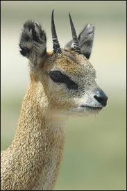 Klipspringer.jpg