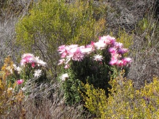 7jaartjies (Small).JPG
