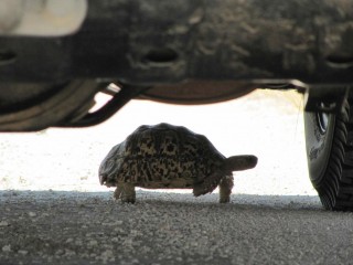 tortoise was desperate for shade!