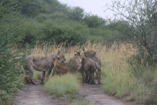 Wet lions spend time in the rain grooming each other