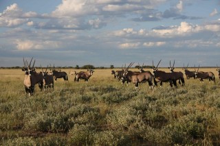 lots of oryx (or gemsbok)