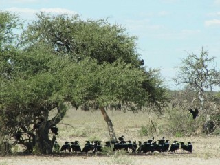 a murder of crows