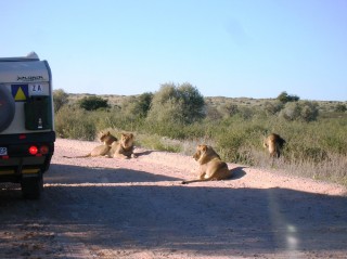 Kgalagadi Roads.JPG