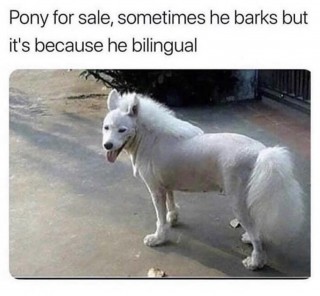 Pony..jpg