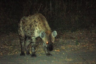 114 Visitor at Kwai Camp.JPG