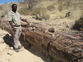 23 Petrified tree.jpg