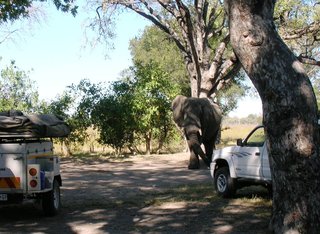 111 Visitor at Xakanaka.JPG