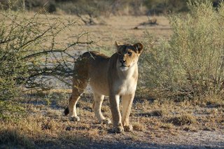 115 Lion at Nxai.JPG